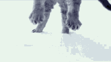 Cat Falling In Snow Slow Motion GIF