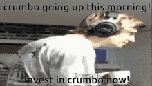 Crumbo Crumbocoin GIF - Crumbo Crumbocoin Glumbocoin GIFs