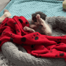 a cat laying on a bed with a red blanket