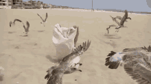 seagulls scare olga kay attack