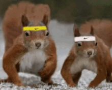Squirrel Workout GIF - Squirrel Workout Pushups GIFs