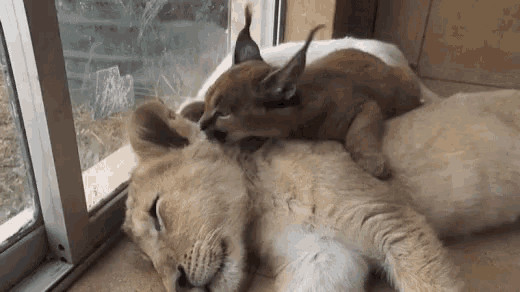 Animals Cubs GIF - Animals Cubs Cute - Discover & Share GIFs