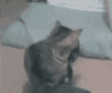 Mr Tab Tabs Cat GIF - Mr Tab Tabs Cat Chase GIFs