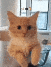 a kitten is sitting in a glass bowl with a picture of a cat and a picture of a slice of bread