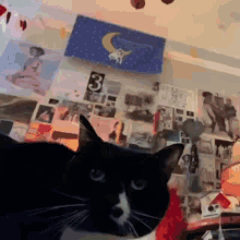 Cat Get Up GIF - Cat Get Up GIFs