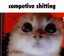 a close up of a cat 's face with the words `` competitive shitting '' written below it .