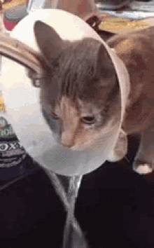 Thirsty GIF - Cat Cone Water GIFs