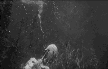 Spying The Gill Man GIF - Spying The Gill Man Creature From The Black Lagoon GIFs