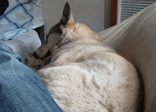Hadassa Allison Zarya The Laika GIF - Hadassa Allison Zarya The Laika Puppy Sleeping On Couch GIFs