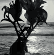 Breathe Flowers GIF - Breathe Flowers Black And White GIFs