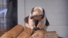 a brown and white anteater is sitting on a pile of logs .