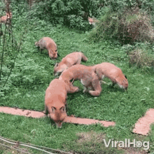 Foxes Eating Viralhog GIF - Foxes Eating Viralhog Hungry Foxes GIFs