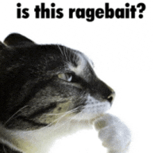 a cat with the words is this ragebait on the bottom