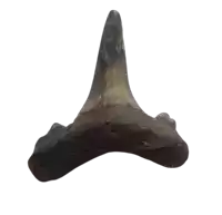 a very large piece of horn is sitting on a white surface