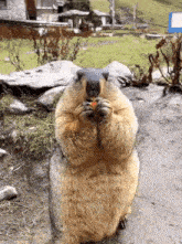 Marmot Groundhog GIF - Marmot Groundhog Rodent GIFs