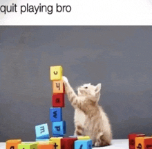 Quit Playing Bro Cat GIF - Quit Playing Bro Cat Cat Meme GIFs