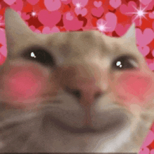 a close up of a cat with pink hearts in the background .