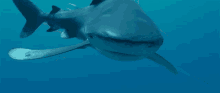 Great White Shark Staring GIF - Great White Shark Staring Looking GIFs