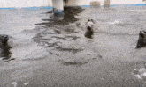 a group of seals are swimming in a pool of water .