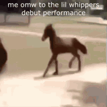 Lil Whippers Lore By Tamzin GIF - Lil Whippers Lore By Tamzin Lil Whippers GIFs