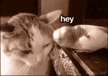 a cat and a bird are looking at each other and the bird is saying " hey "