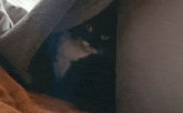 a black cat is laying under a blanket and looking at the camera