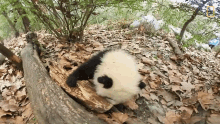 playing 360baby pandas having fun panda national panda day