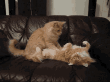 Garfield Cats Massage GIF - Garfield Cats Massage GIFs