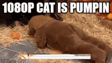 a dog laying on the ground with the words 1080p cat is pumpin