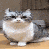 a cat is sitting on the floor and looking at the camera .
