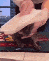 a cat wearing a pink shirt is laying on its back on a rug .