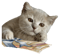 a kitten is laying on a stack of cards with a blue bow