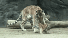 Tiger Cub GIF - Tiger Cub Pick Up GIFs