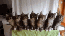 Shake It! GIF - Kittens Dance Unison GIFs