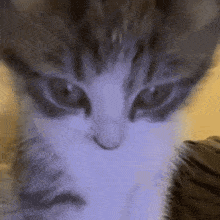 Intimidating High View GIF - Intimidating High View Kitten GIFs