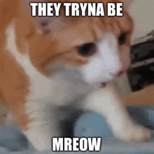 Cat Meow GIF - Cat Meow Mrow GIFs