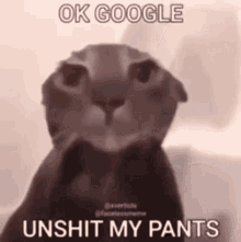 Silly Cat Kurrco Ok Google GIF - Silly Cat Kurrco Ok Google Cat GIFs