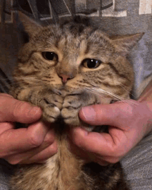 Cat Onefour GIF - Cat Onefour Wave GIFs