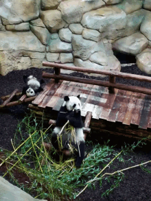 panda eating bamboo play