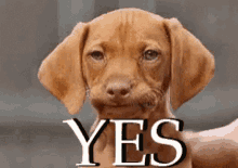 Yes Oh GIF - Yes Oh Dog GIFs