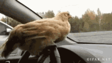 Chicken Driving GIF - Chicken Driving Looking GIFs