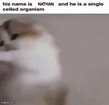 Nathan Single Cell GIF - Nathan Single Cell Single Celled Organism GIFs