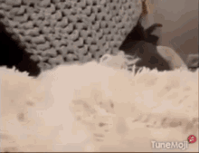 Funny Animals Dogs GIF - Funny Animals Dogs Fluffy GIFs