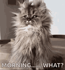 Excited Happy GIF - Excited Happy Morning GIFs