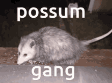 Possum Opossum GIF - Possum Opossum Gang GIFs