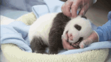 baby panda petting tired sleepy lazy