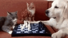 Cats Dogs GIF