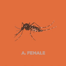 Red2mozzie Female GIF - Red2mozzie Female Mosquito GIFs