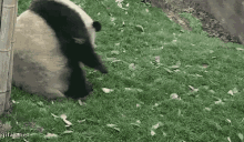 Panda Fat GIF - Panda Fat Cute GIFs