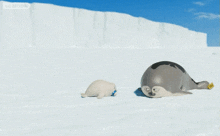 a seal with a tag that says ' ice ' on it is standing next to another seal